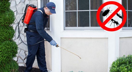 Söke Kemirgen İlaçlama böcek ilaçlama ve haşere kontrolü — ilaclama-tr.com